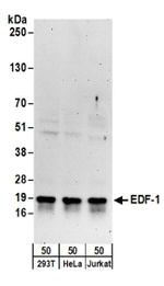 EDF-1 Antibody in Western Blot (WB)