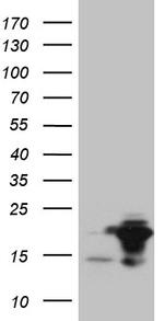 EDF1 Antibody in Western Blot (WB)