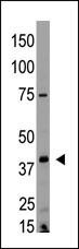 EDG4 Antibody in Western Blot (WB)