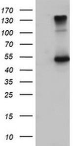 EFEMP1 Antibody in Western Blot (WB)