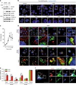 EGFR Antibody in Western Blot (WB)