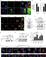 EGFR Antibody in Western Blot (WB)