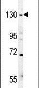 EHMT2 Antibody in Western Blot (WB)