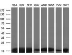 EIF1 Antibody in Western Blot (WB)