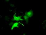 EIF2S1 Antibody in Immunocytochemistry (ICC/IF)