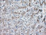 EIF2S1 Antibody in Immunohistochemistry (Paraffin) (IHC (P))