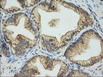 EIF2S1 Antibody in Immunohistochemistry (Paraffin) (IHC (P))