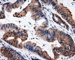 ELAVL1 Antibody in Immunohistochemistry (Paraffin) (IHC (P))