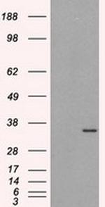 ELAVL1 Antibody in Western Blot (WB)