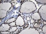 ELF4 Antibody in Immunohistochemistry (Paraffin) (IHC (P))