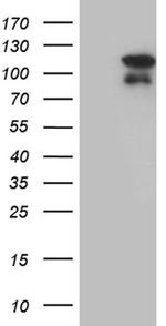 ELF4 Antibody in Western Blot (WB)