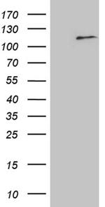 ELF4 Antibody in Western Blot (WB)