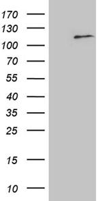 ELF4 Antibody in Western Blot (WB)