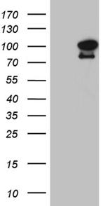 ELF4 Antibody in Western Blot (WB)