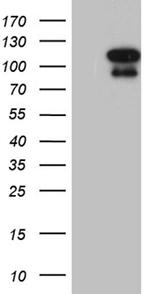 ELF4 Antibody in Western Blot (WB)