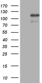 ELF4 Antibody in Western Blot (WB)