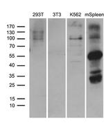 ELF4 Antibody in Western Blot (WB)