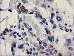 ELK3 Antibody in Immunohistochemistry (Paraffin) (IHC (P))