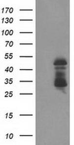 ELK3 Antibody in Western Blot (WB)