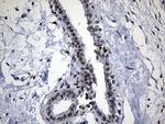 ELL Antibody in Immunohistochemistry (Paraffin) (IHC (P))