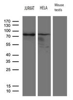 ELL Antibody in Western Blot (WB)