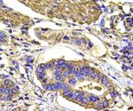 MAPK14 Antibody in Immunohistochemistry (Paraffin) (IHC (P))