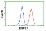 ENPEP Antibody in Flow Cytometry (Flow)