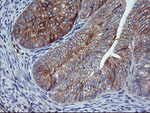 ENPEP Antibody in Immunohistochemistry (Paraffin) (IHC (P))