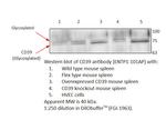 CD39 Antibody in Western Blot (WB)