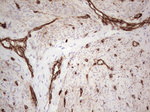 ENTPD1 Antibody in Immunohistochemistry (Paraffin) (IHC (P))