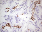 ENTPD1 Antibody in Immunohistochemistry (Paraffin) (IHC (P))