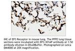 PTGER3 Antibody in Immunohistochemistry (IHC)