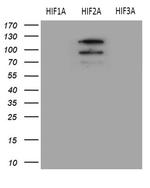 EPAS1 Antibody in Western Blot (WB)