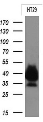 EPCAM Antibody in Western Blot (WB)