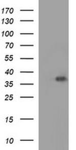 EPCAM Antibody in Western Blot (WB)