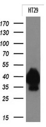 EPCAM Antibody in Western Blot (WB)