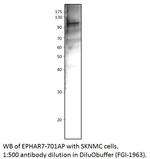 Ephrin Receptor A7 Antibody in Western Blot (WB)