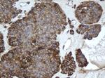 EPHX1 Antibody in Immunohistochemistry (Paraffin) (IHC (P))