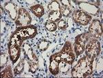 EPM2AIP1 Antibody in Immunohistochemistry (Paraffin) (IHC (P))