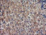 EPM2AIP1 Antibody in Immunohistochemistry (Paraffin) (IHC (P))