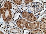 EPM2AIP1 Antibody in Immunohistochemistry (Paraffin) (IHC (P))