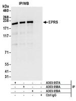 EPRS Antibody in Western Blot (WB)