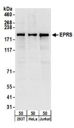 EPRS Antibody in Western Blot (WB)