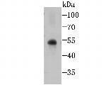 Glut-1 Antibody in Western Blot (WB)