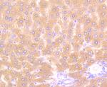 Alpha-1 acid glycoprotein Antibody in Immunohistochemistry (Paraffin) (IHC (P))