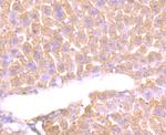 Alpha-1 acid glycoprotein Antibody in Immunohistochemistry (Paraffin) (IHC (P))