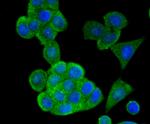 Apolipoprotein A1 Antibody in Immunocytochemistry (ICC/IF)