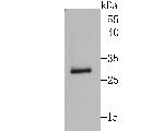 IL-1 alpha Antibody in Western Blot (WB)