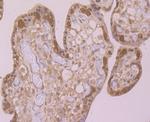 GST3 Antibody in Immunohistochemistry (Paraffin) (IHC (P))