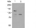 SAP97 Antibody in Western Blot (WB)